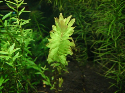 ロタラ・マクランダ 水草 ロタラマクランダ 水草