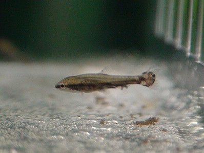 稚魚 稚魚